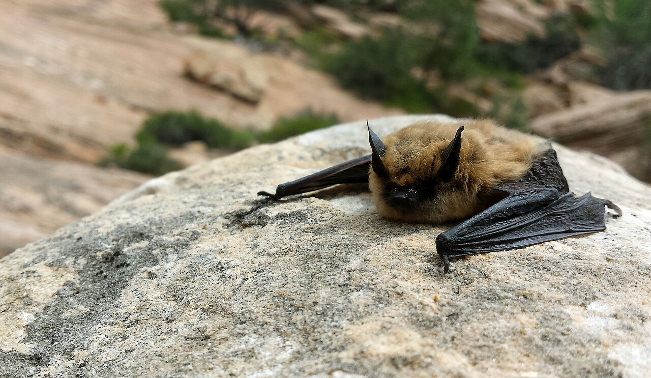 A small brown bat with large ears resting on a sandstone rock outdoors