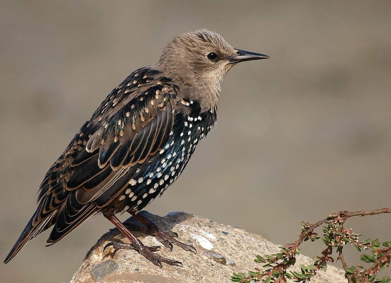 A young European starling with glossy dark feathers, pale spots and a brown head, perched on a rock in the sun.