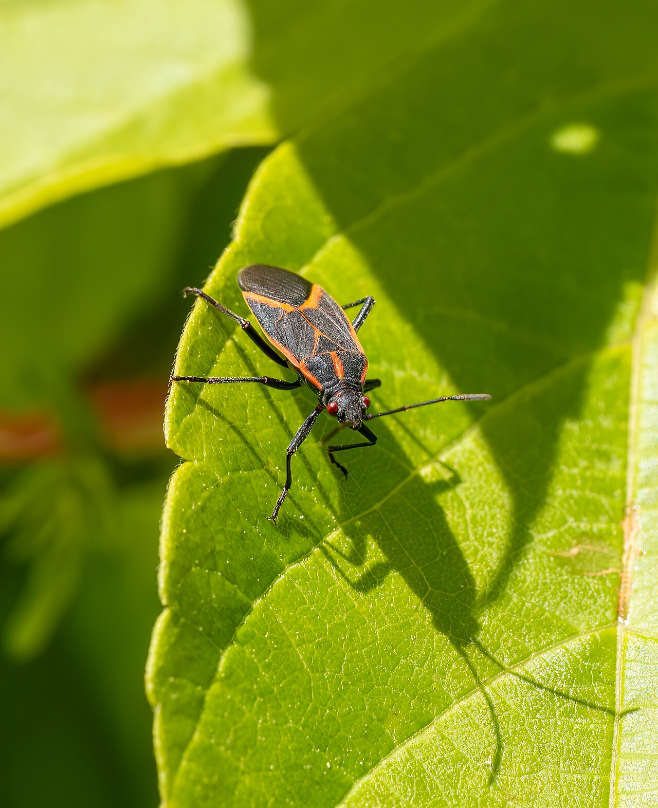 An adult boxelder bug with black wings, orange-red markings and red eyes resting on a sunlit green leaf.