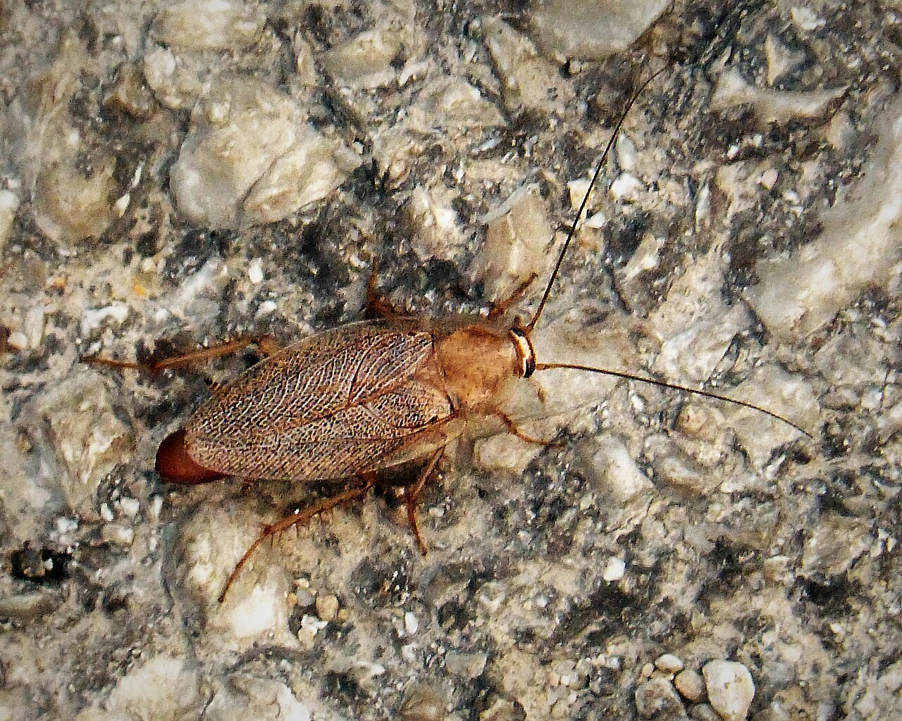 A light brown cockroach with long antennae and lacy veined wings crawling across a gray pebbled stone surface.