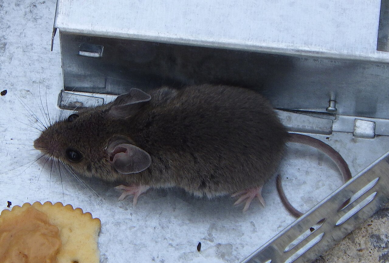 A house mouse standing on a metal live trap next to a cracker on a concrete floor.