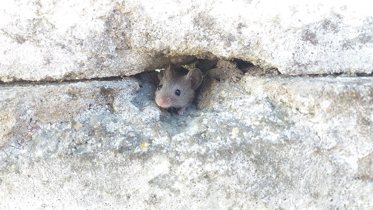 A small brown mouse peering out of a narrow crack between two weathered concrete blocks in an exterior wall.