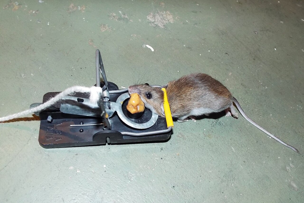 A live mouse standing on a set snap trap on a concrete floor, eating the peanut butter bait without triggering it.