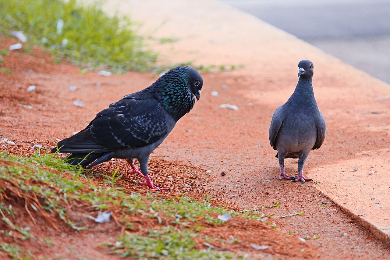 Two gray feral pigeons with iridescent green neck feathers standing on a dirt path beside patchy grass.