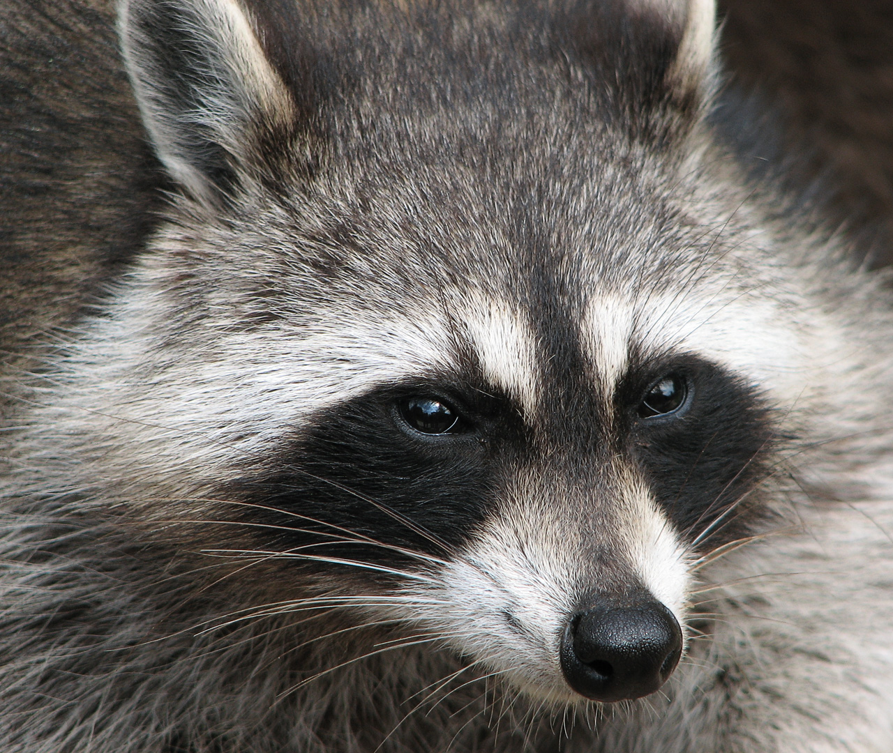 Close-up of a raccoon's face showing its black eye mask, pointed snout and long white whiskers.