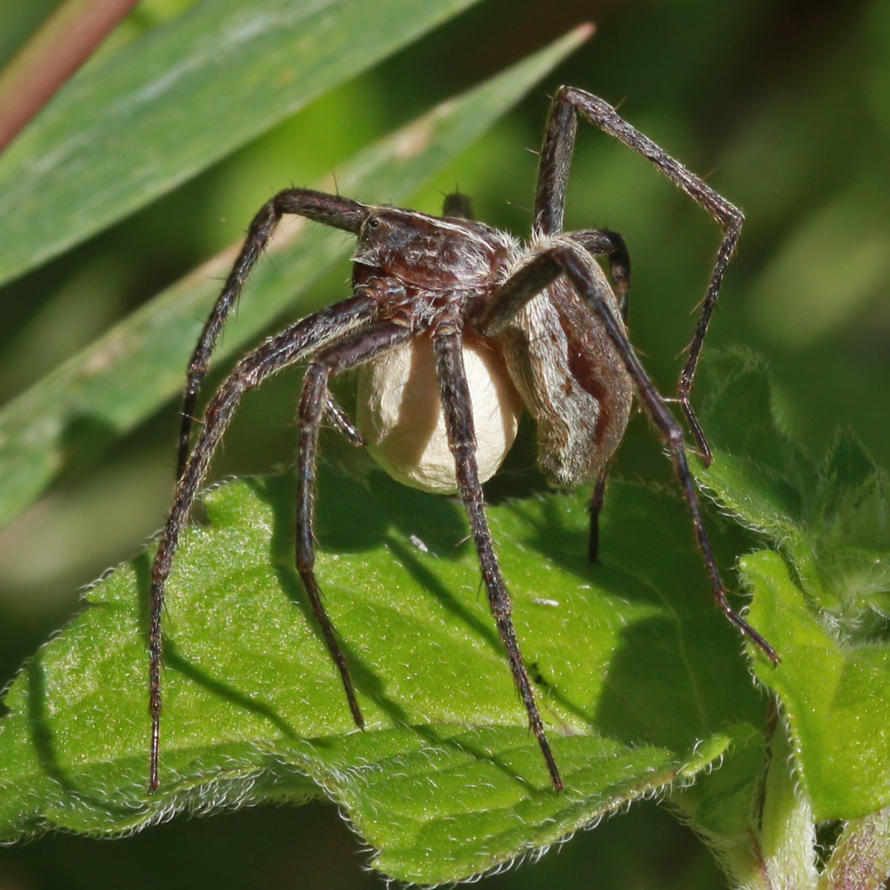 A brown, long-legged spider standing on a green leaf, carrying a large cream-colored egg sac tucked beneath her body.