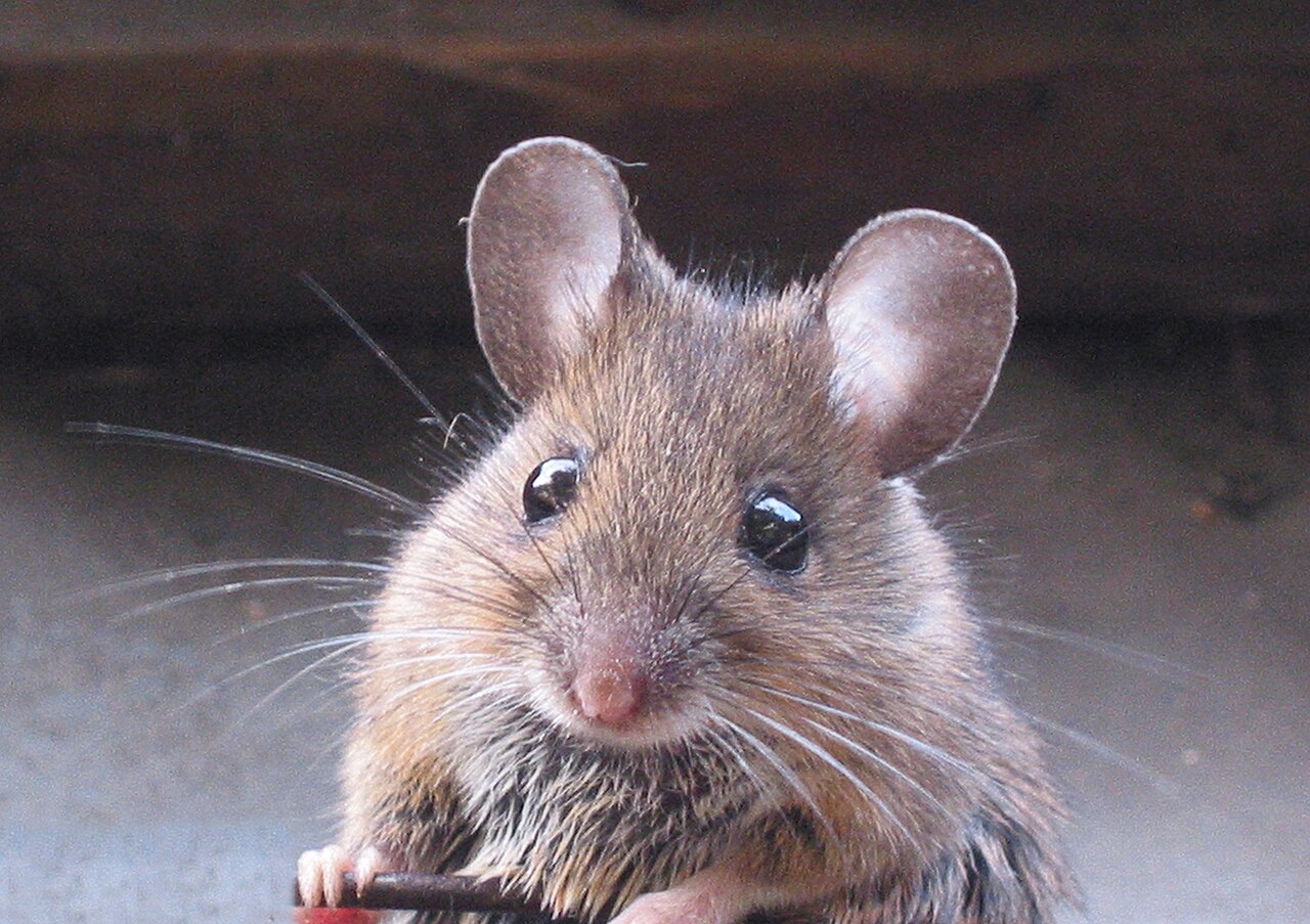 A close-up of a brown house mouse with large ears and long whiskers looking straight at the camera, sitting calmly on a ledge.