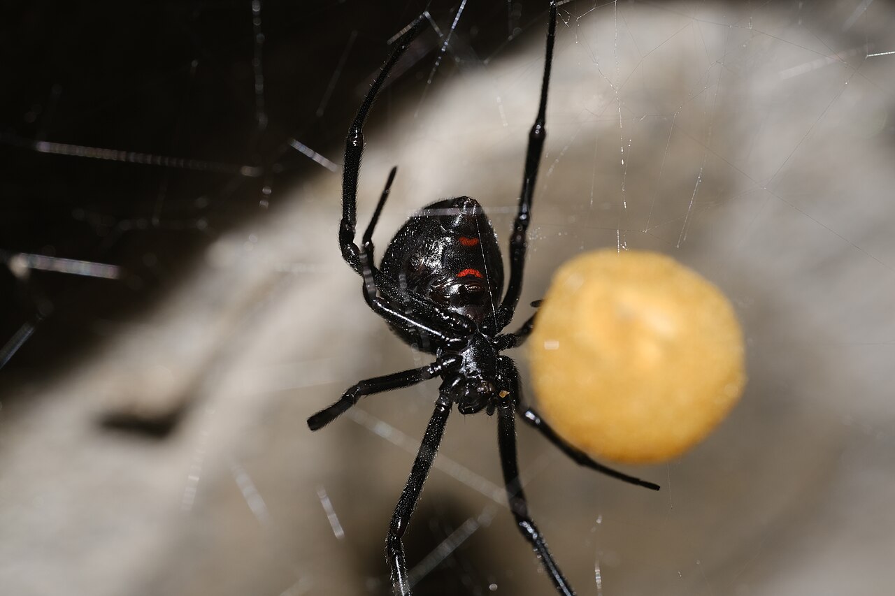 A black widow spider hanging in its web beside a tan egg sac.
