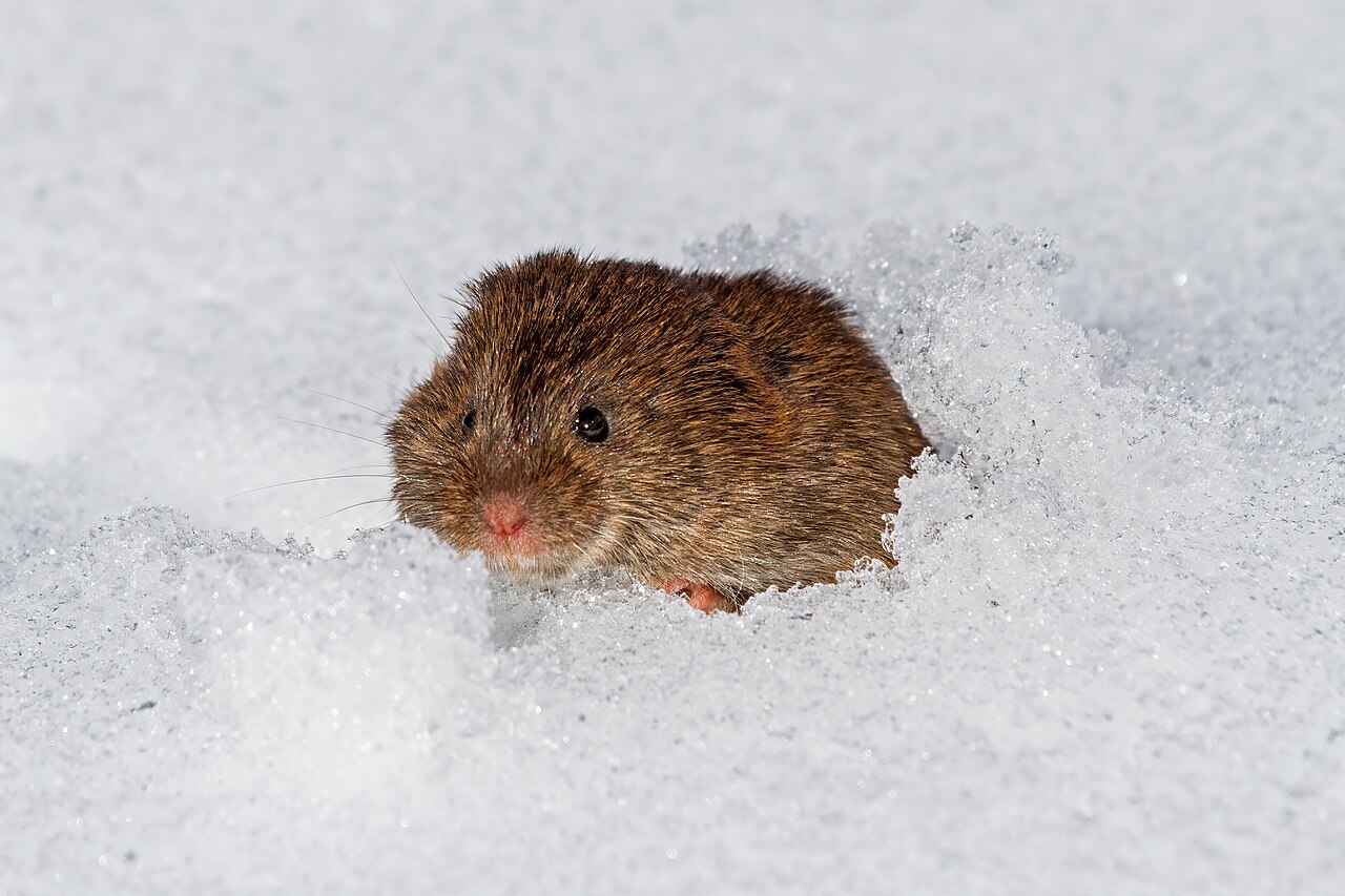 A small brown vole with a blunt nose and short whiskers poking its head out of a hole in crusty white snow.