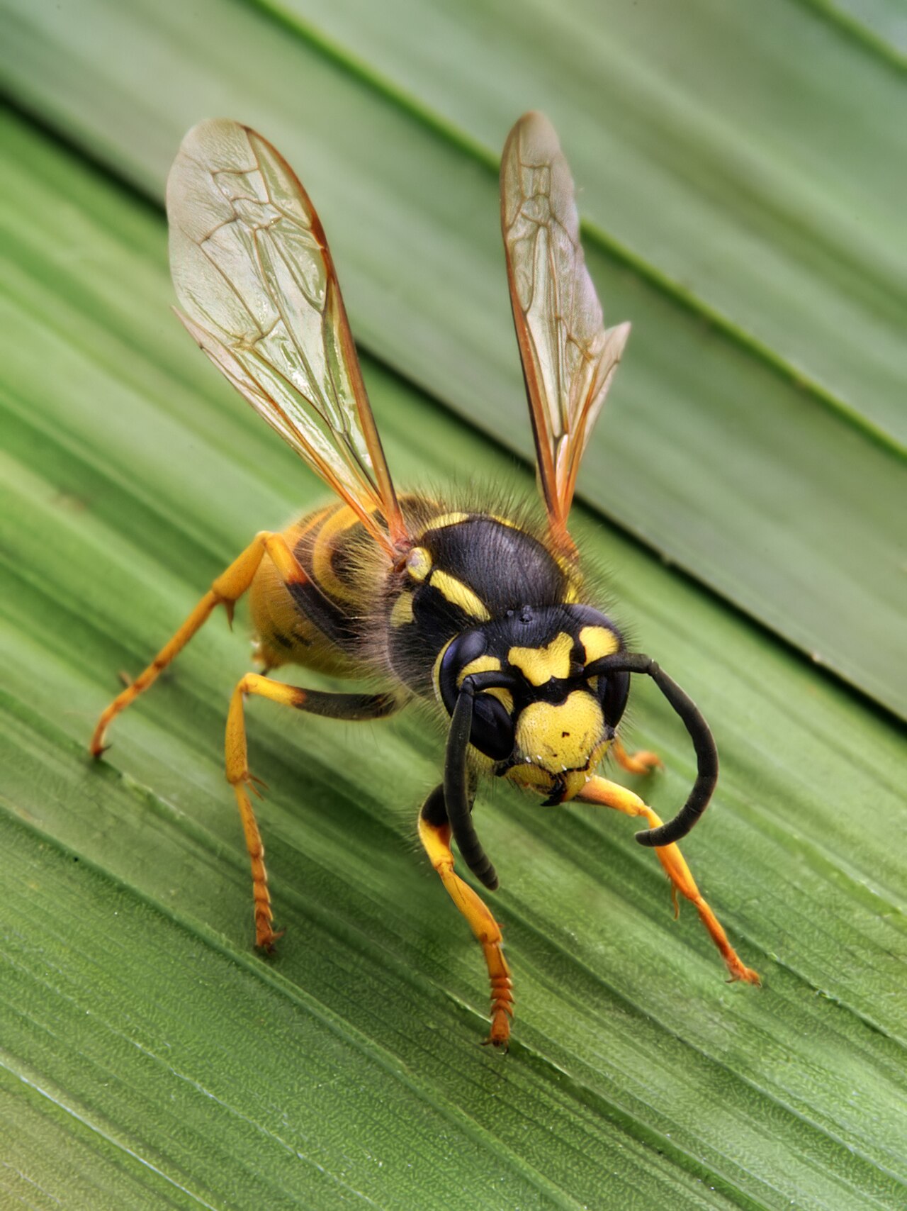 Close-up of a yellow jacket wasp on a green leaf